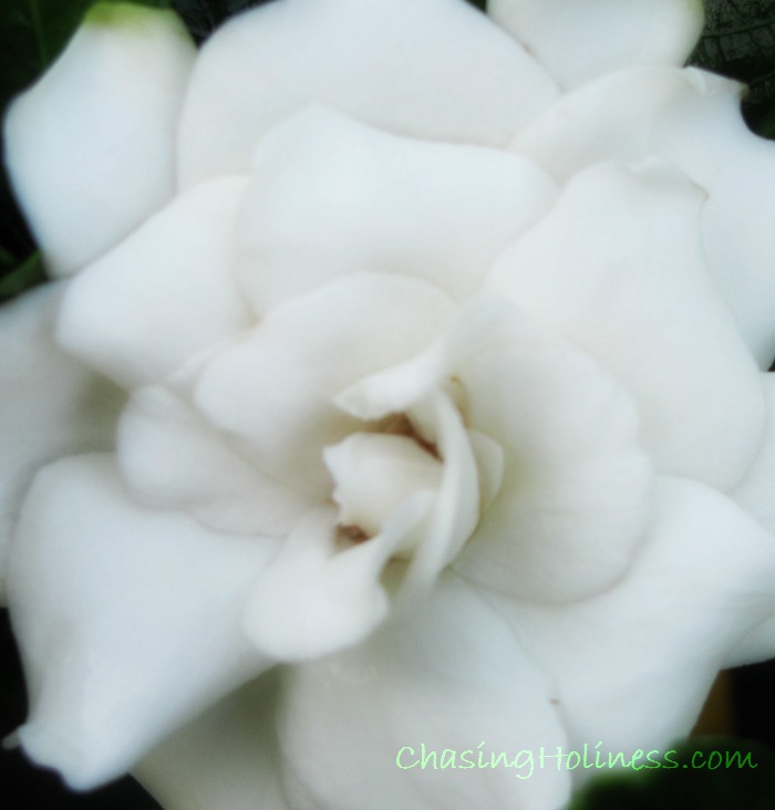 My Pursuit of Loveliness