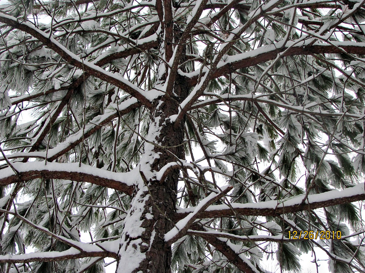 Heaven and Nature Sing